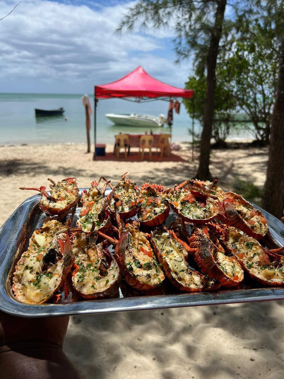 À la rencontre des dauphins, avec séance de snorkeling et déjeuner inclus