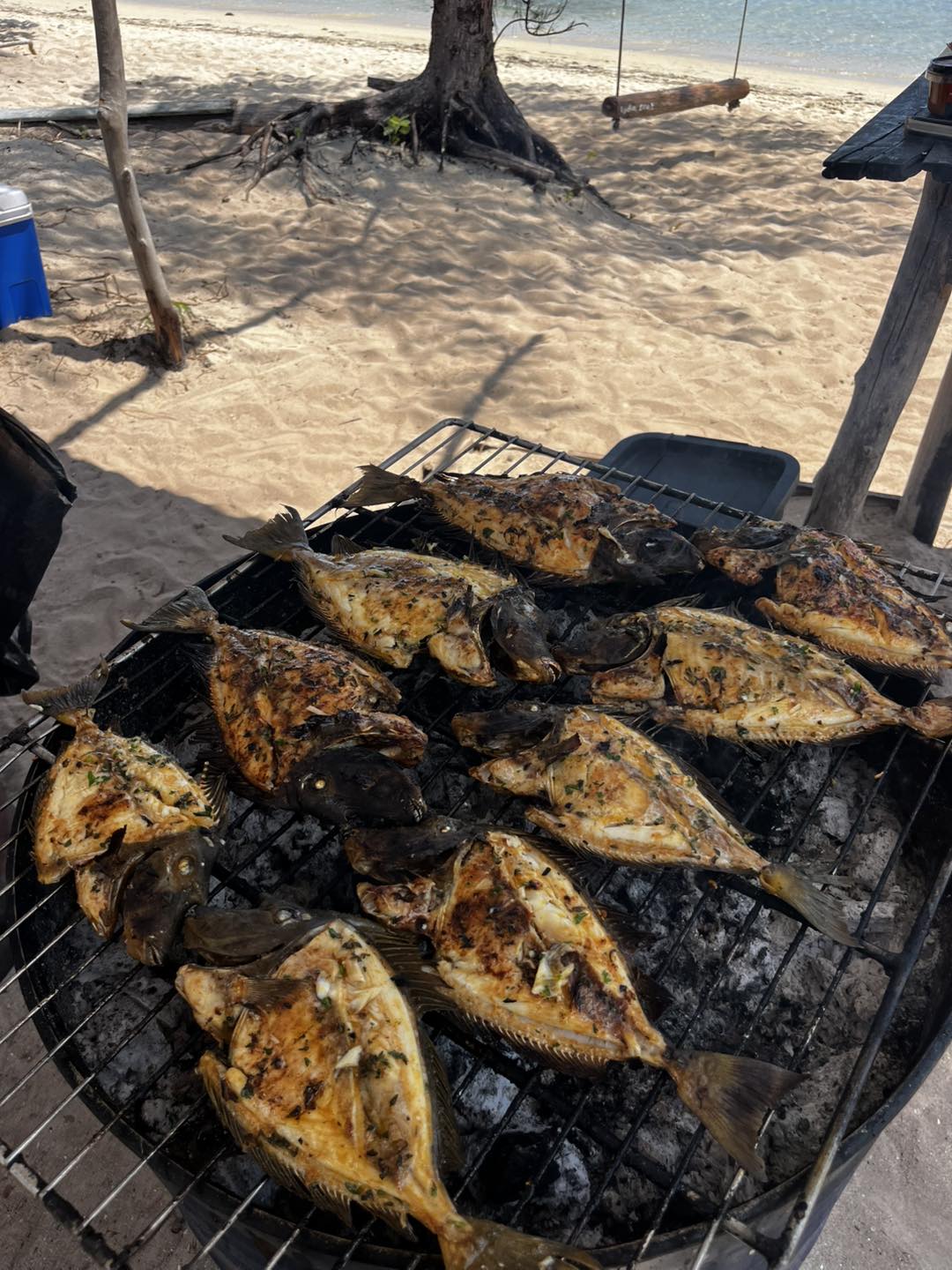À la rencontre des dauphins, avec séance de snorkeling et déjeuner inclus