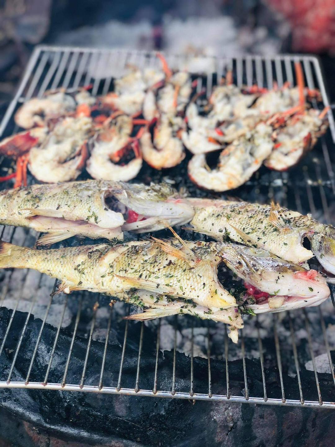 À la rencontre des dauphins, avec séance de snorkeling et déjeuner inclus