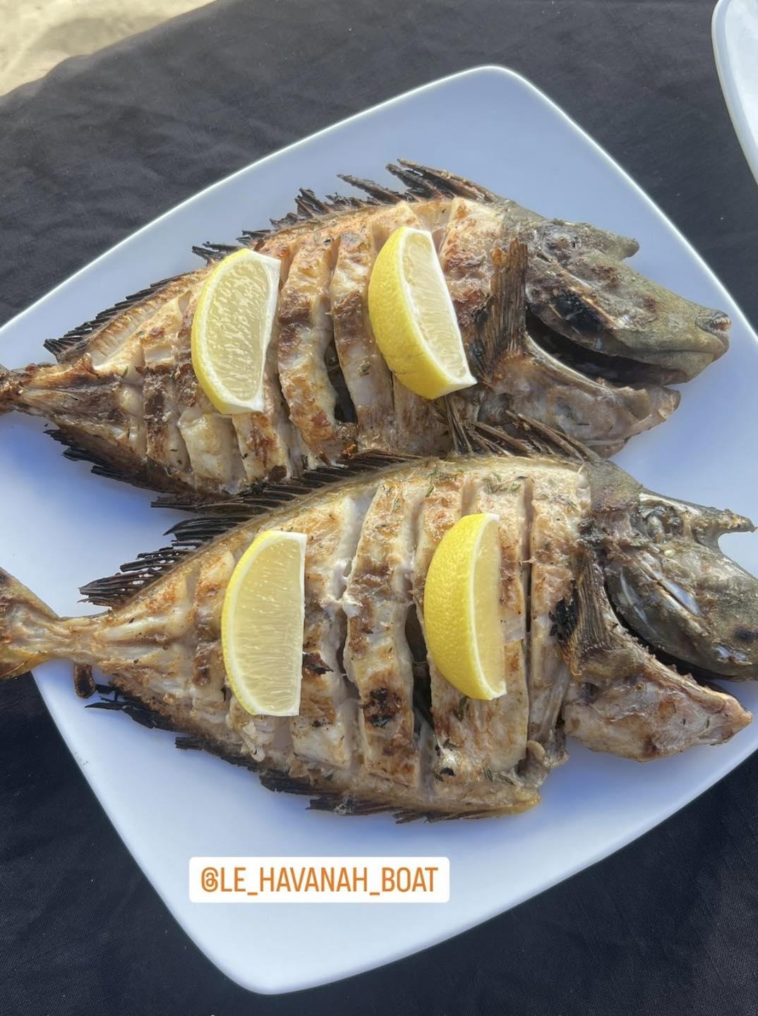 À la rencontre des dauphins, avec séance de snorkeling et déjeuner inclus