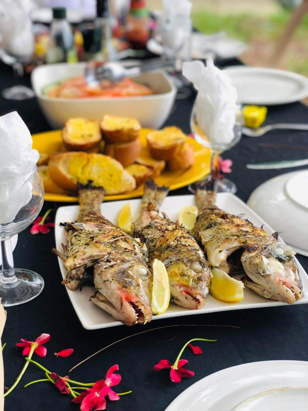 À la rencontre des dauphins, avec séance de snorkeling et déjeuner inclus