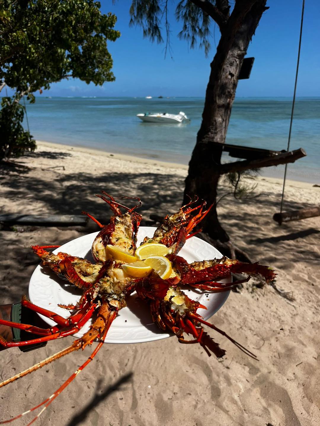 À la rencontre des dauphins, avec séance de snorkeling et déjeuner inclus