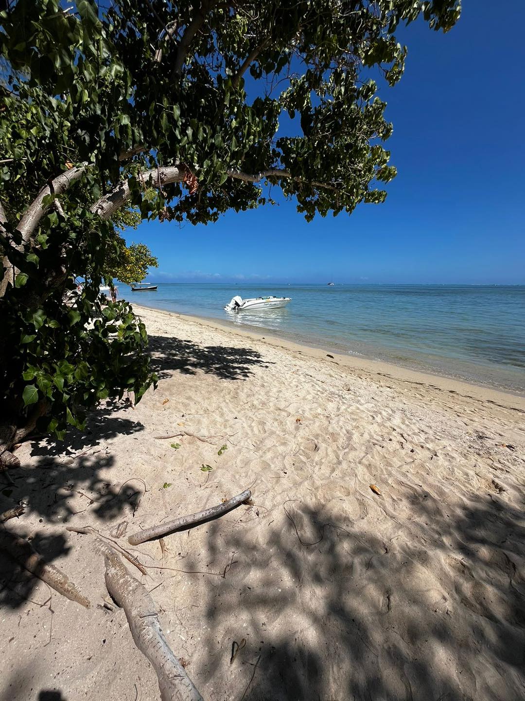 À la rencontre des dauphins, avec séance de snorkeling et déjeuner inclus