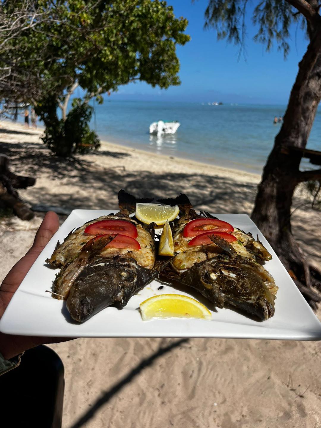 À la rencontre des dauphins, avec séance de snorkeling et déjeuner inclus