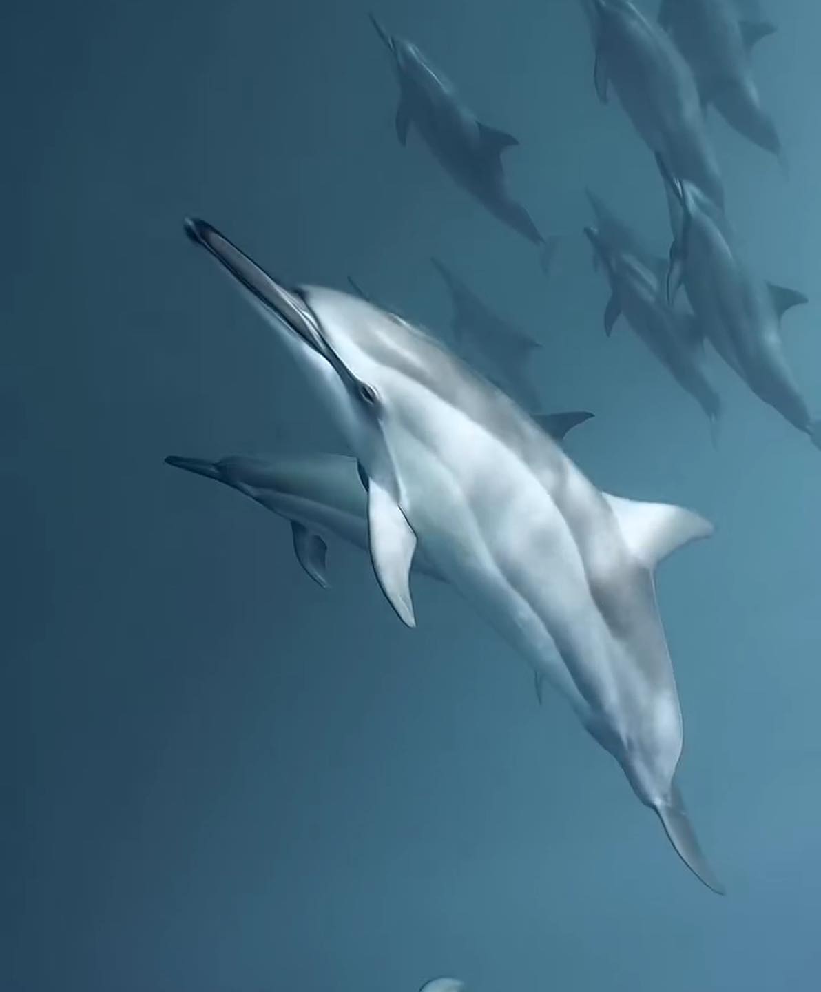 À la rencontre des dauphins, avec séance de snorkeling et déjeuner inclus