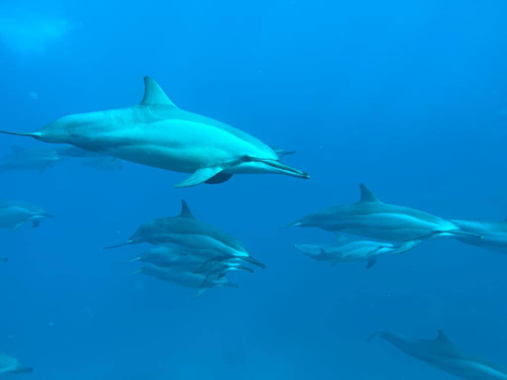 À la rencontre des dauphins, avec séance de snorkeling et déjeuner inclus