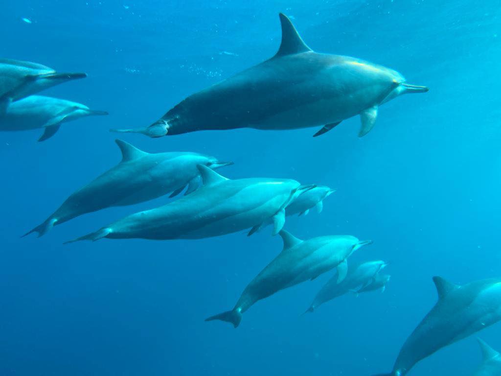 Exploration marine : observation des baleines et des dauphins, snorkeling et déjeuner