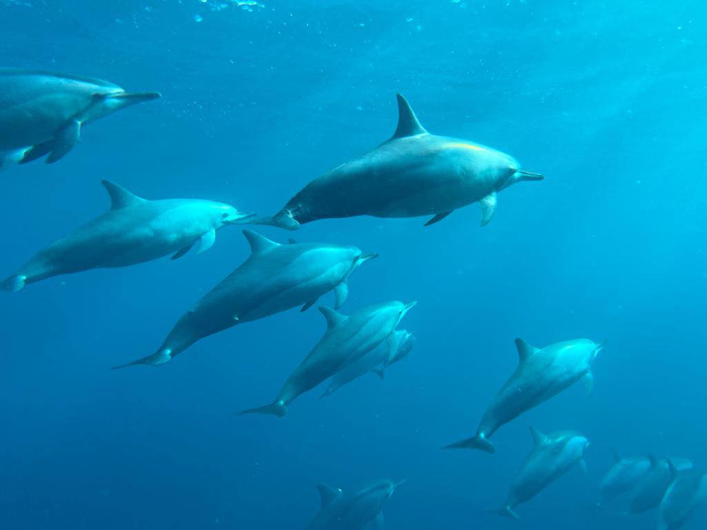 À la rencontre des dauphins, avec séance de snorkeling et déjeuner inclus