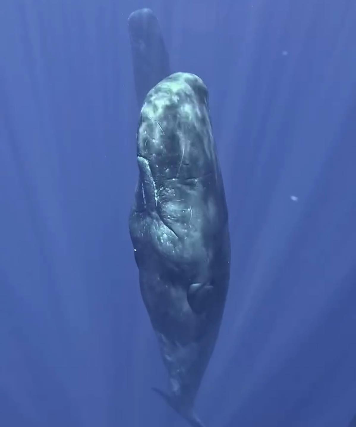 Rencontre en mer avec les baleines et les dauphins