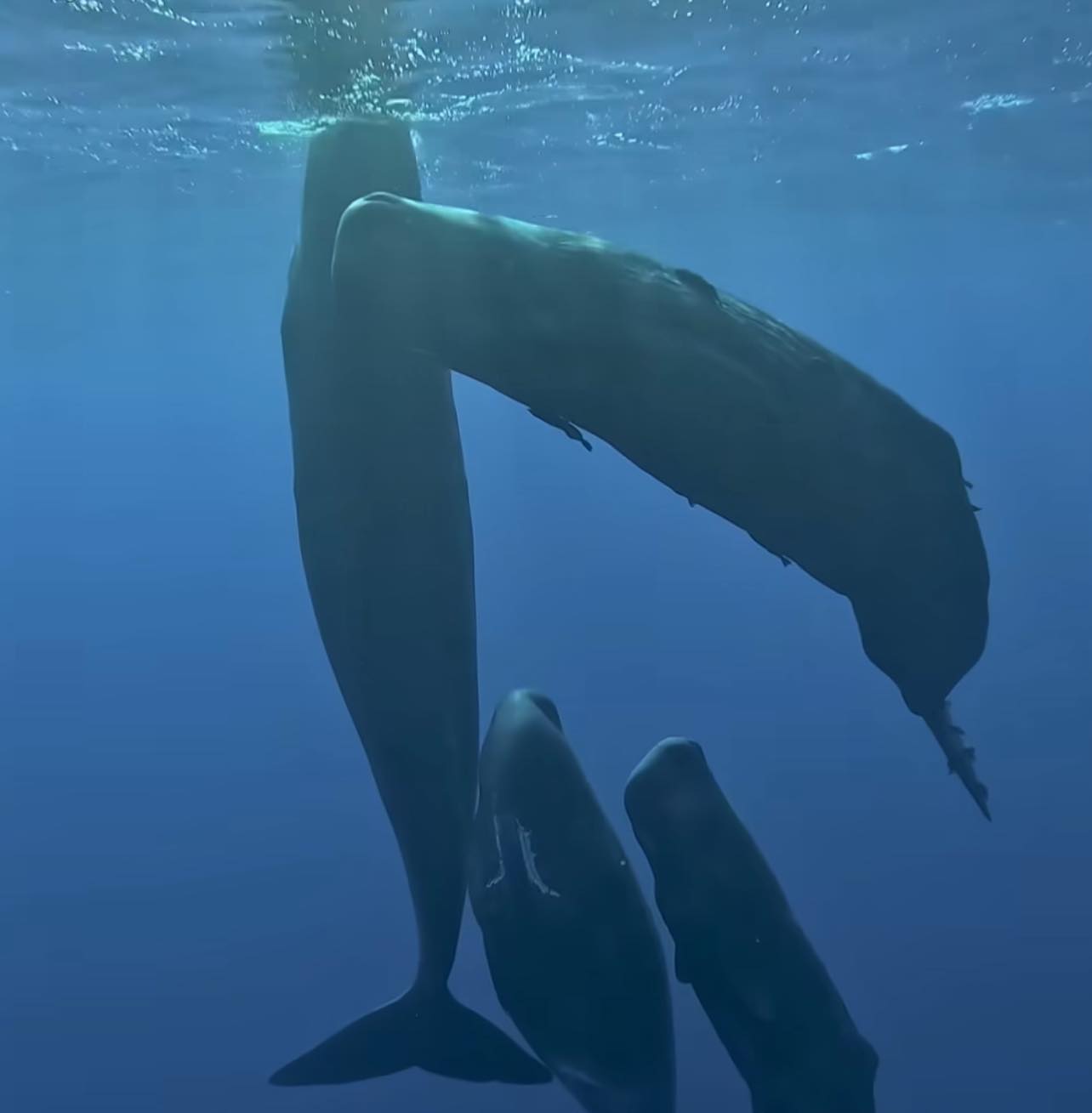 Rencontre en mer avec les baleines et les dauphins