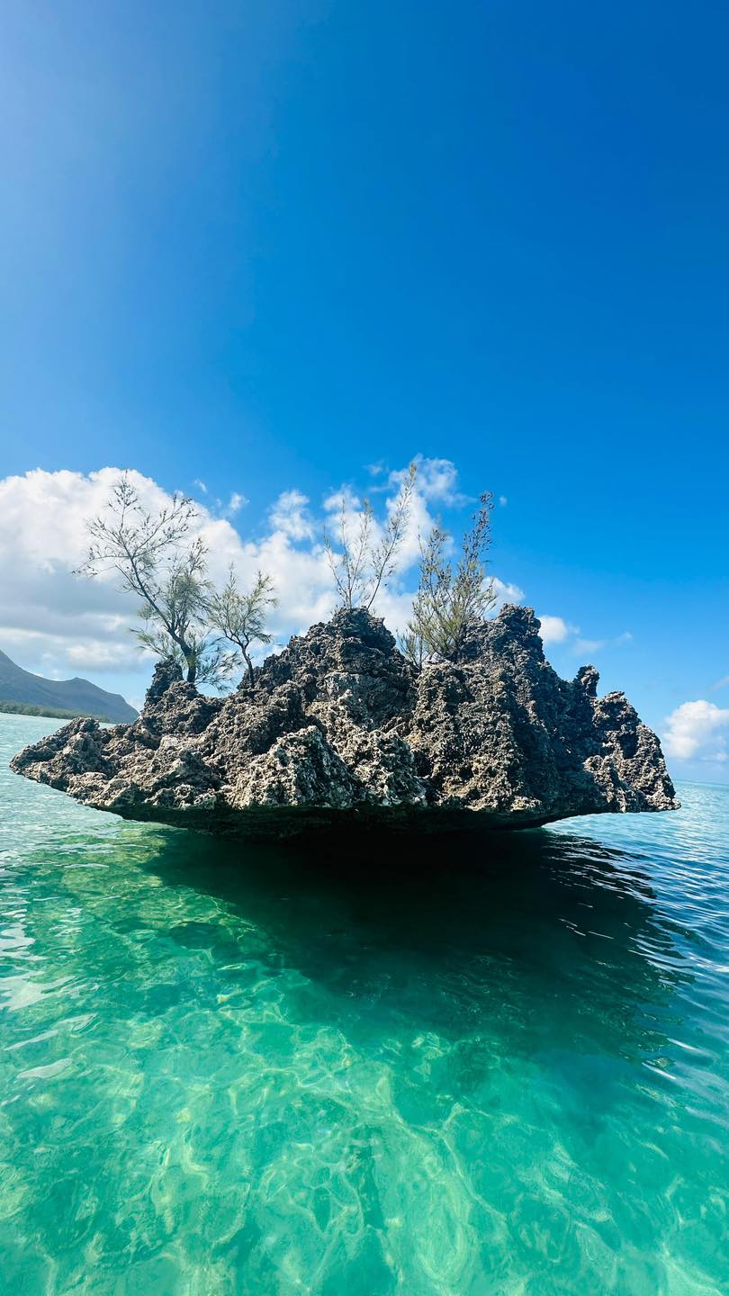 À la rencontre des dauphins, avec séance de snorkeling et déjeuner inclus