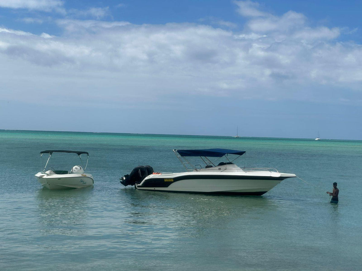 Exploration marine : observation des baleines et des dauphins, snorkeling et déjeuner