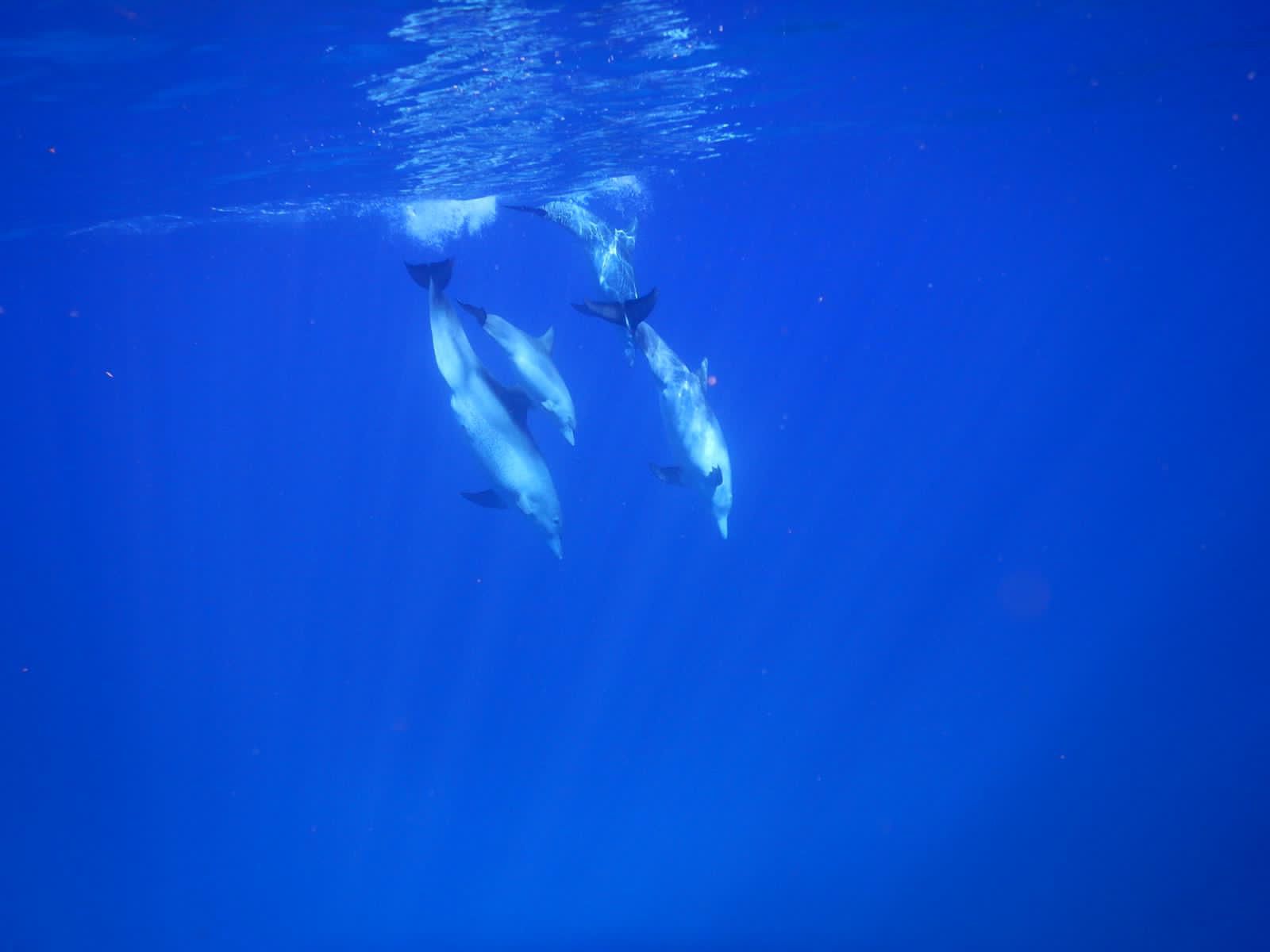 Nage et observation des dauphins dans leur habitat naturel