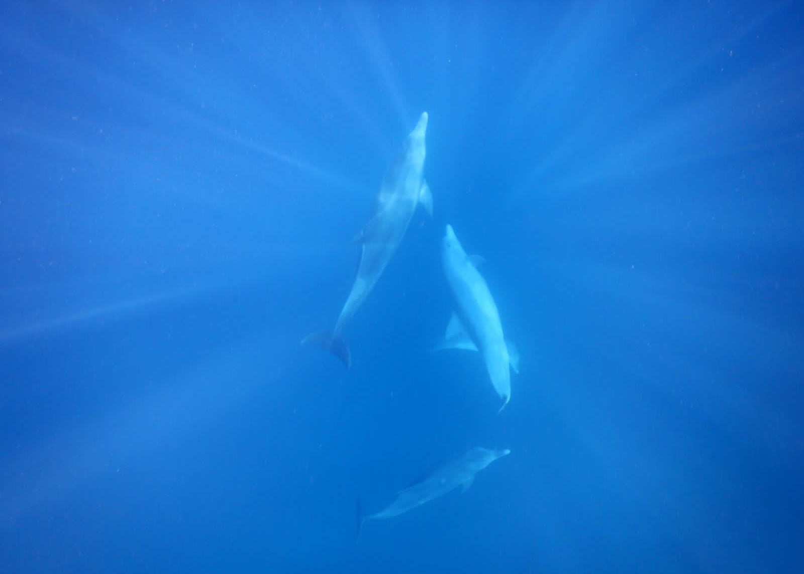 À la rencontre des dauphins, avec séance de snorkeling et déjeuner inclus