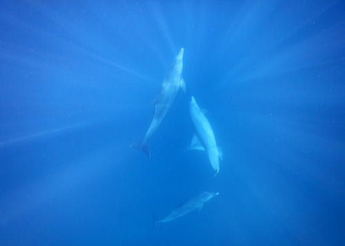 À la rencontre des dauphins, avec séance de snorkeling et déjeuner inclus