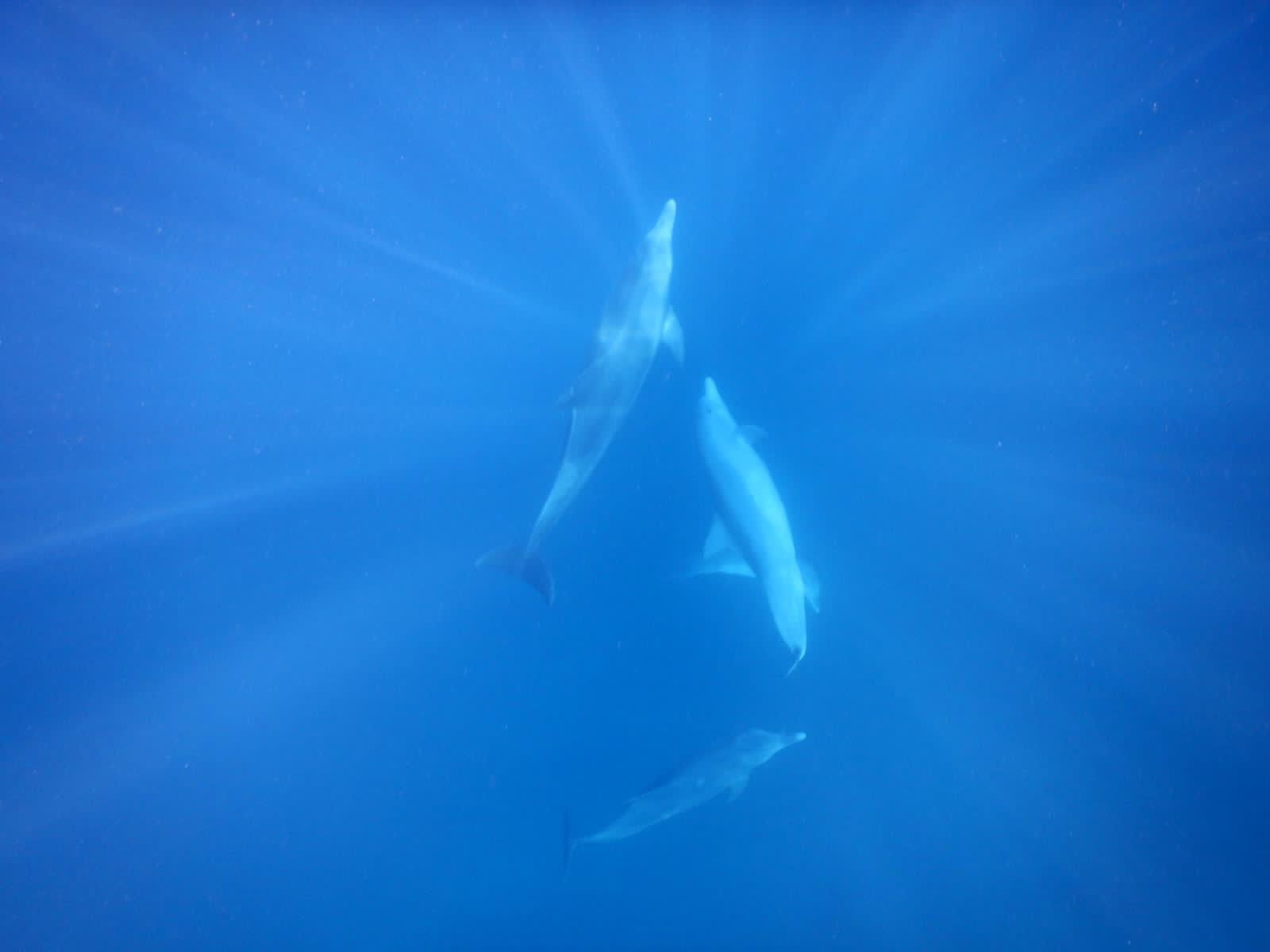 Nage et observation des dauphins dans leur habitat naturel