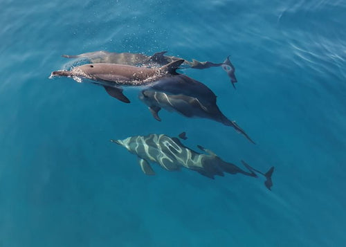 Exploration marine : observation des baleines et des dauphins, snorkeling et déjeuner