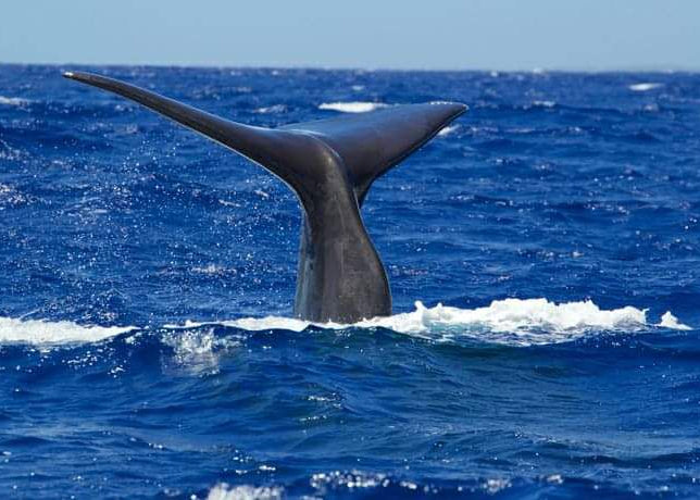 Exploration marine : observation des baleines et des dauphins, snorkeling et déjeuner