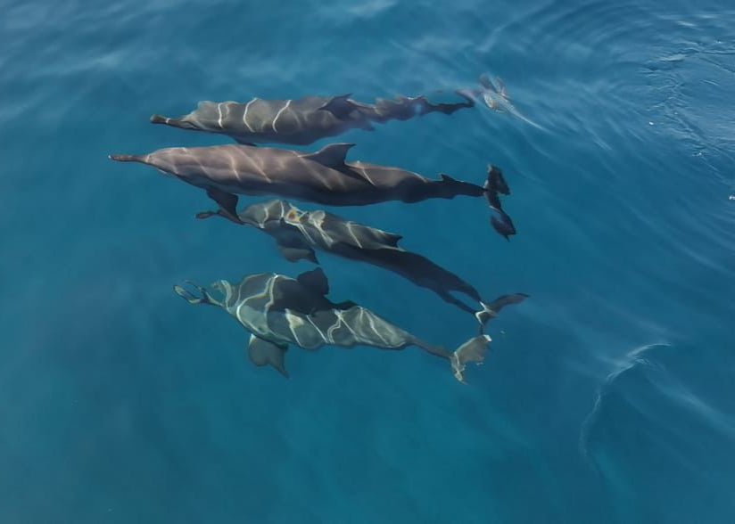 Rencontre en mer avec les baleines et les dauphins