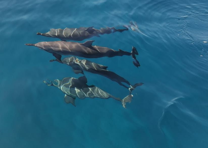 Nage et observation des dauphins dans leur habitat naturel